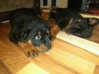 Zwei intelligente Rottweiler Welpen sind jetzt erhältlich