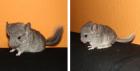 Süße Chinchilla Juntiere suchen bald neues Zuhause