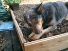 Australian Cattle Dog Hündin sucht Pflegestelle 3 Jahre nicht überdreht