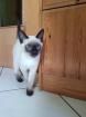 Thaikater alte Art der Siam
