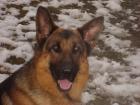 Deutscher Schäferhund 3 5 Jahre