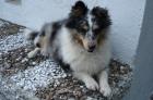 Dechrüde Sheltie-Zwergcollie Blue-merle