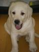 Süsse Labrador Welpen blonde Welpen z. v.