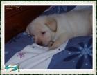 Suche Platz auf Lebenszeit für einen süßen Rüden Labradorwelpen vom 01. 01. 2022