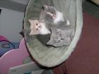3 süße BKH-Kitten suchen ab 15. 07. 09 ein neues zu Hause