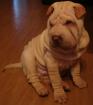 4 Wunderschöne Shar Pei Welpen verschiedenen Farben