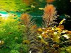 Rotes Mato Grosso Tausendblatt Wasserpflanzen Versand