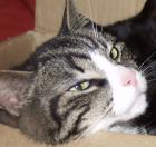 Kater in Bremen/St. Magnus entlaufen. Belohnung