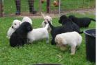 Typvolle Reinrassige Labrador welpen Babys suche Reinrassig
