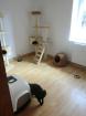 Katzenpension Meissen