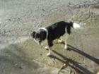 Bella Rania Möglicherweise Border-Collie-Mix weiblich ca. 38 cm ca. 13 kg