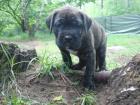Keine American Bulldog Welen sondern robuste