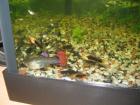 Guppys Hawaii-Papageien-Platys Silber- und Blackmollys