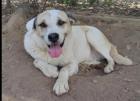 Yvi sucht ein passendes Zuhause