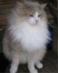 Deckkater in Amber/tabby/ticked/white