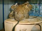 3 junge weiblich Degus abzugeben