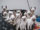 Reinrassige Siam Thai Katzen