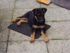 Gebe schwarze Schäferhund-Mischlingswelpen ab