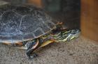 Schildkröte Chrysemys picta dorsalis inklusive Zubehör