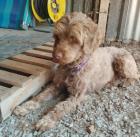 Greta sucht ein passendes Zuhause