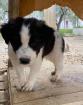 Bosse sucht ein passendes Zuhause