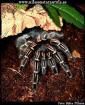 Aphonopelma seemani mit terra abzugeben