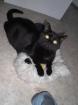 Suche für meine Katze ein neues Zuhause