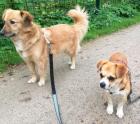 Flocke sucht ein passendes Zuhause