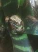Gastrotheca riobambae Nachzucht 2022-22