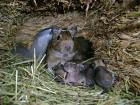 10 Degu Baby s suchen ein neues zu Hause