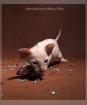 Reinrassige Peterbald Kitten