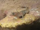 Biete 1. 1 Anolis cybotes