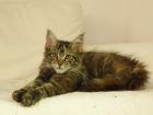 Maine Coon m. P.