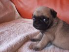 Mopsbabys zu verkaufen
