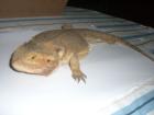 Weibliche Bartagame Pogona vitticeps Terrarium zu verkaufen