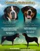 Grosser Schweizer Sennenhund Welpen mit Papiere FCI