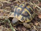 Griechische Landschildkröten 2022 und 2022 abzugeben