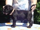 Mittelschnauzerwelpe Hündin sucht neue Familie