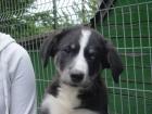 Süßer Husky-Mischling