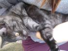 Schwarzer Kater 10 Wochen alt