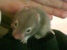 Verkaufe süße Goldhamsterbabys