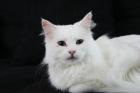 Türkisch-Angora Katze