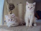 BKH / BLH Kitten mit hervorragendem Stammbaum ab 2. Juni abzugeben