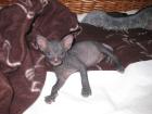 Don Sphynx Kitten mit FiFe Stammbaum