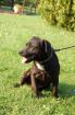 PATTERDALE TERRIER RÜDE