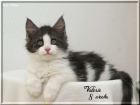 Bezauberndes typvolles Maine Coon Kätzchen