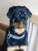 Lieber Rottweiler Rüde 1 Jahr kastriert umstandshalber in gute Hände abzugeben