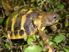 STUTTGART Europäische Landschildkröten NZ 2022