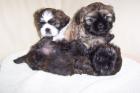 5 knuffige Shih Tzu Welpen suchen noch ein Zuhause