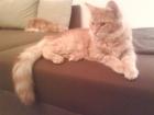 Zwei junge verschmuste Katzen an gute Hände abzugeben. Rote Maine Coon Schwar